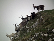 Giro ad anello MONTI VINDIOLO (2056 m.) e VETRO (2054 m.) salendo da ZORZONE-PIAN BRACCA (1122 m.) - FOTOGALLERY